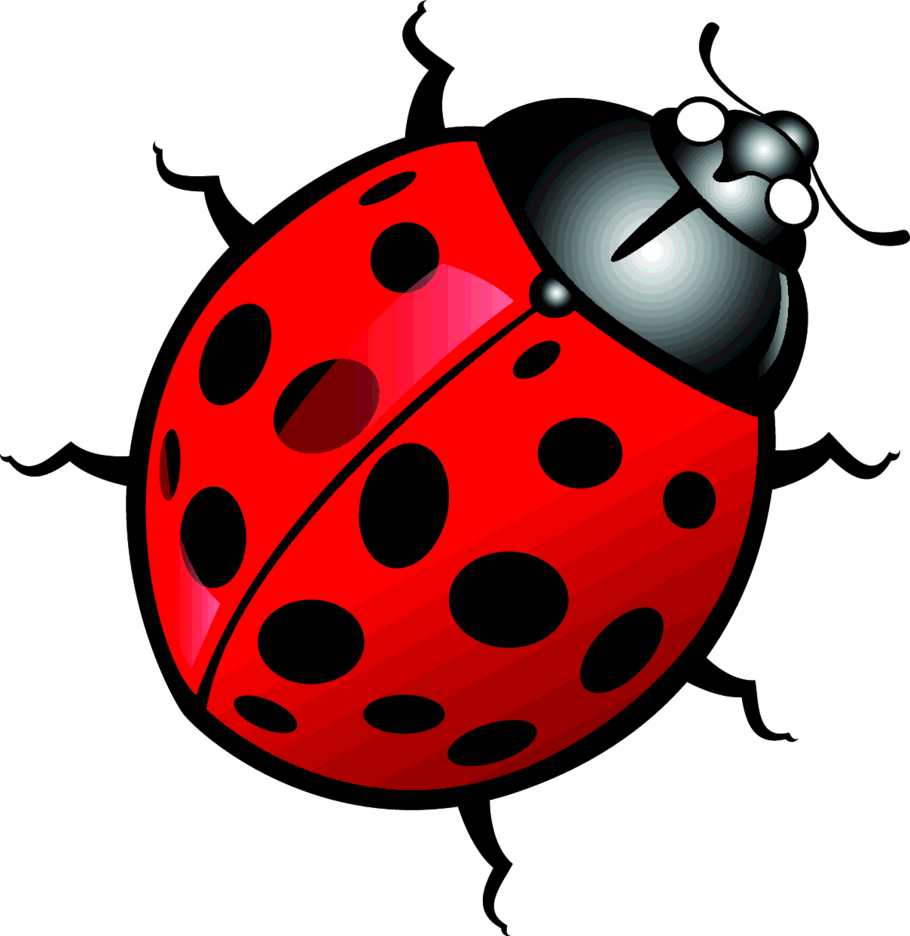 910x936 Ladybug Vector Freevectors