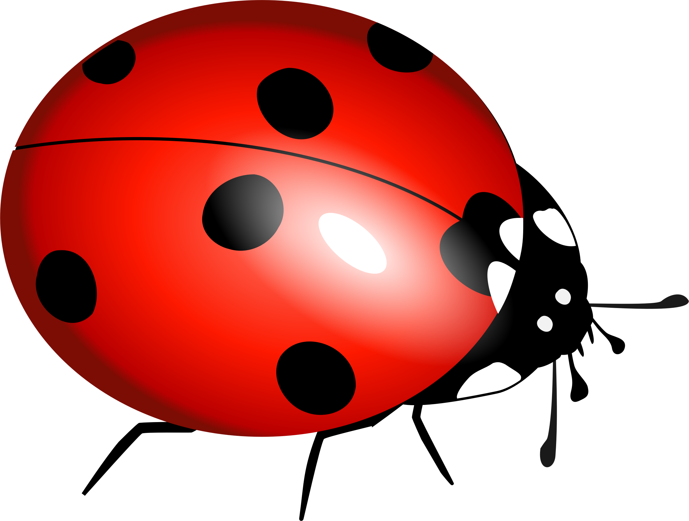 2364x1786 Ladybug Vector Image