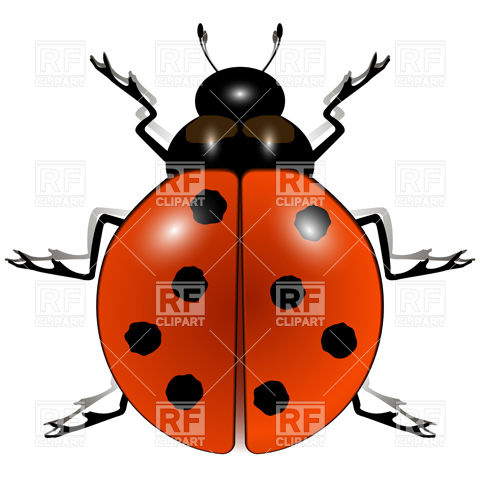 480x480 Ladybug Vector Image Of Plants And Animals Robertosch