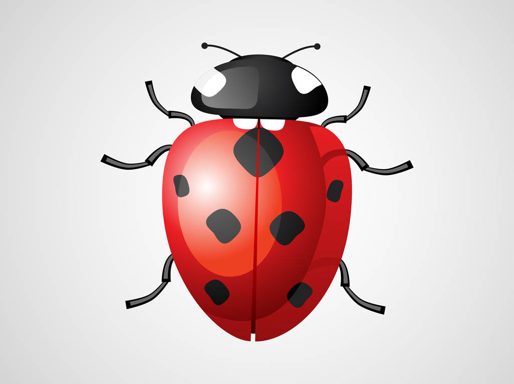 1024x765 Ladybug Vector Vector Art Graphics