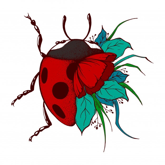 626x626 Ladybug Vectors, Photos And Free Download