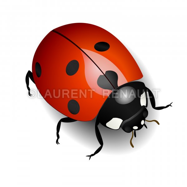 600x600 Ladybug Vector Stock Images