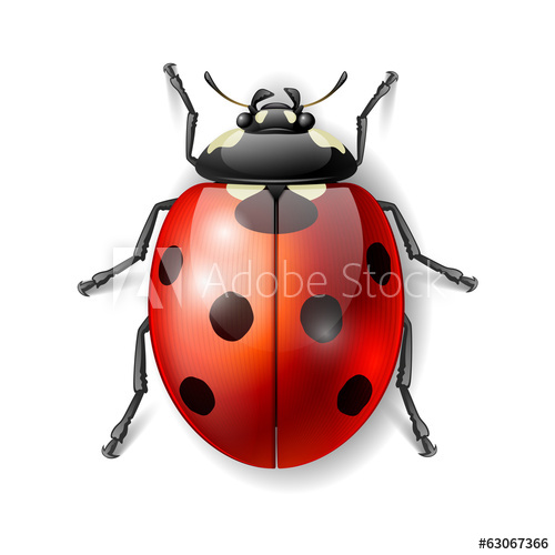 500x500 Ladybird Vector Illustration, Ladybug Vector Icon