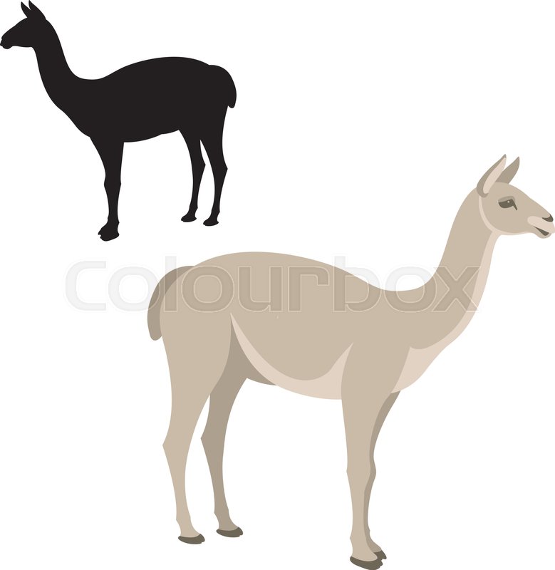 779x800 Lama Vector Illustration Style Flat Stock Vector Colourbox