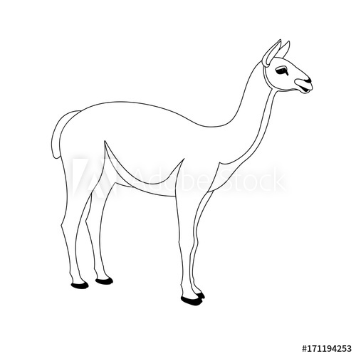 500x500 Lama Vector Illustration Line Drawing