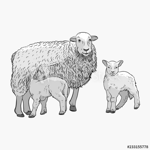 500x500 Sheep With Two Lambs The Sheep Feeds The Lamb Vector