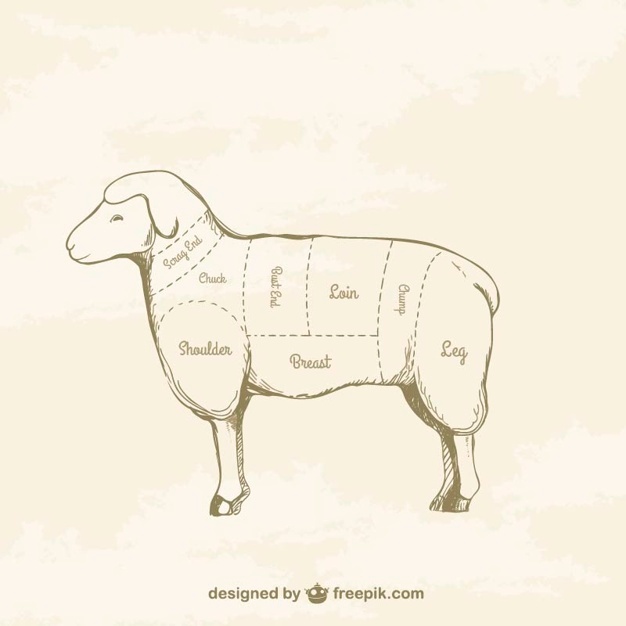 626x626 Lamb Vectors, Photos And Free Download
