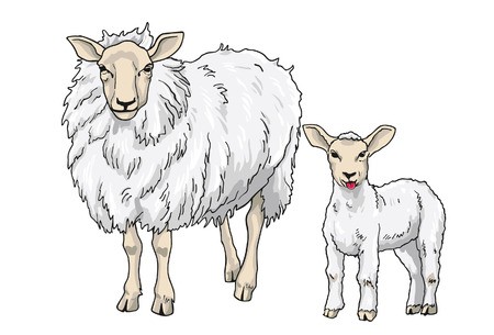 450x305 Sheep And Lamb, Vector Illustration On White Background Royalty