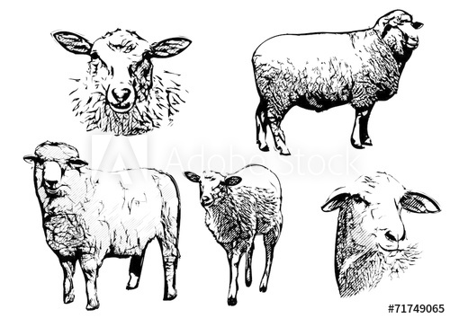 500x354 Sheep Vector Illustrations