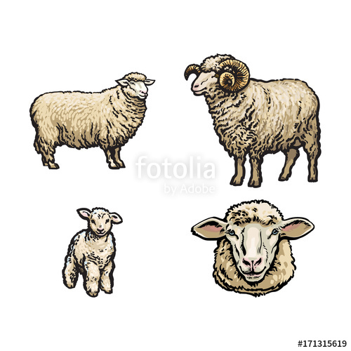 500x500 Vector Sketch Cartoon Style Sheep, Horned Ram Lamb And Sheep Head