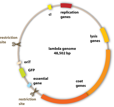 400x375 Cloning Vector Characteristics And Types