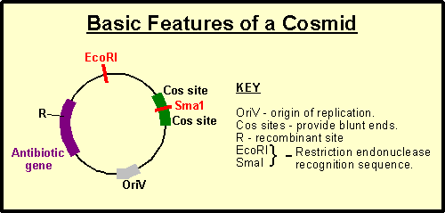 500x239 Difference Between Cosmid And Lambda Vectors Major Differences