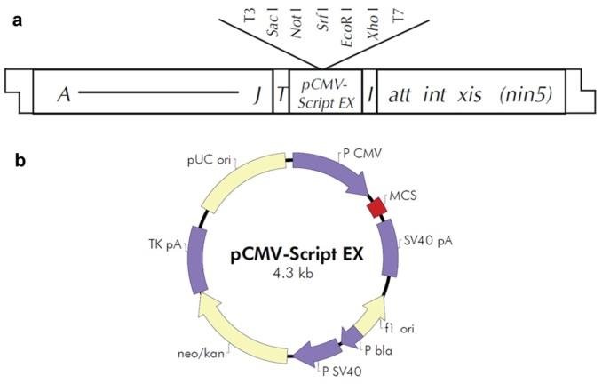 678x432 Figrure Map And Elements
