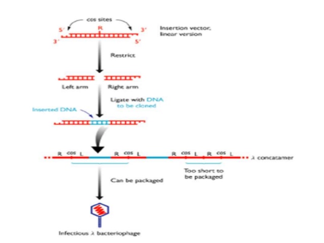 638x479 Insertion Vector
