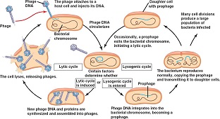 312x170 Learn Examples On Lambda Phage As Cloning Vectors Meaning