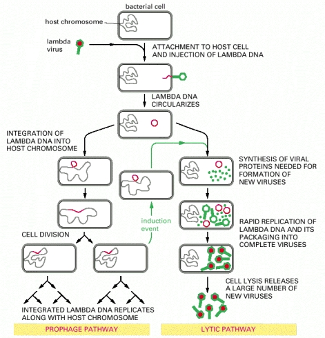 471x490 Next Biotechnology News Ebio World Bacteriophage Lambda Vectors