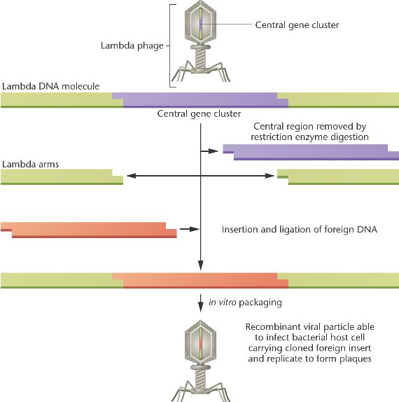 570x574 Lambda Vector Html Lambda Vector