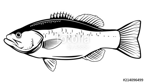 500x286 Largemouth Bass Fish Stock Image And Royalty Free Vector