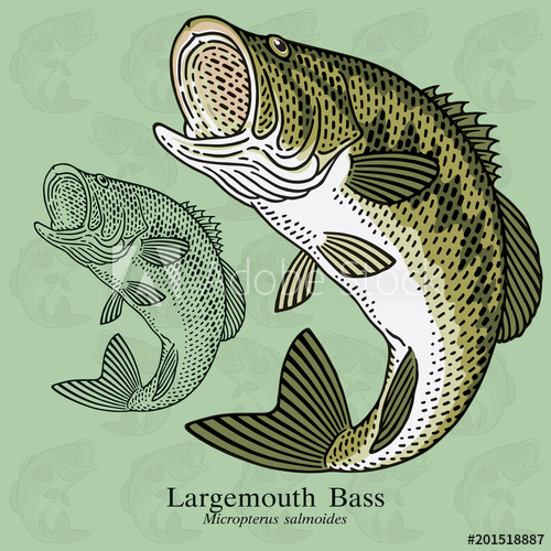 500x500 Largemouth Bass Vector Illustration With Refined Details