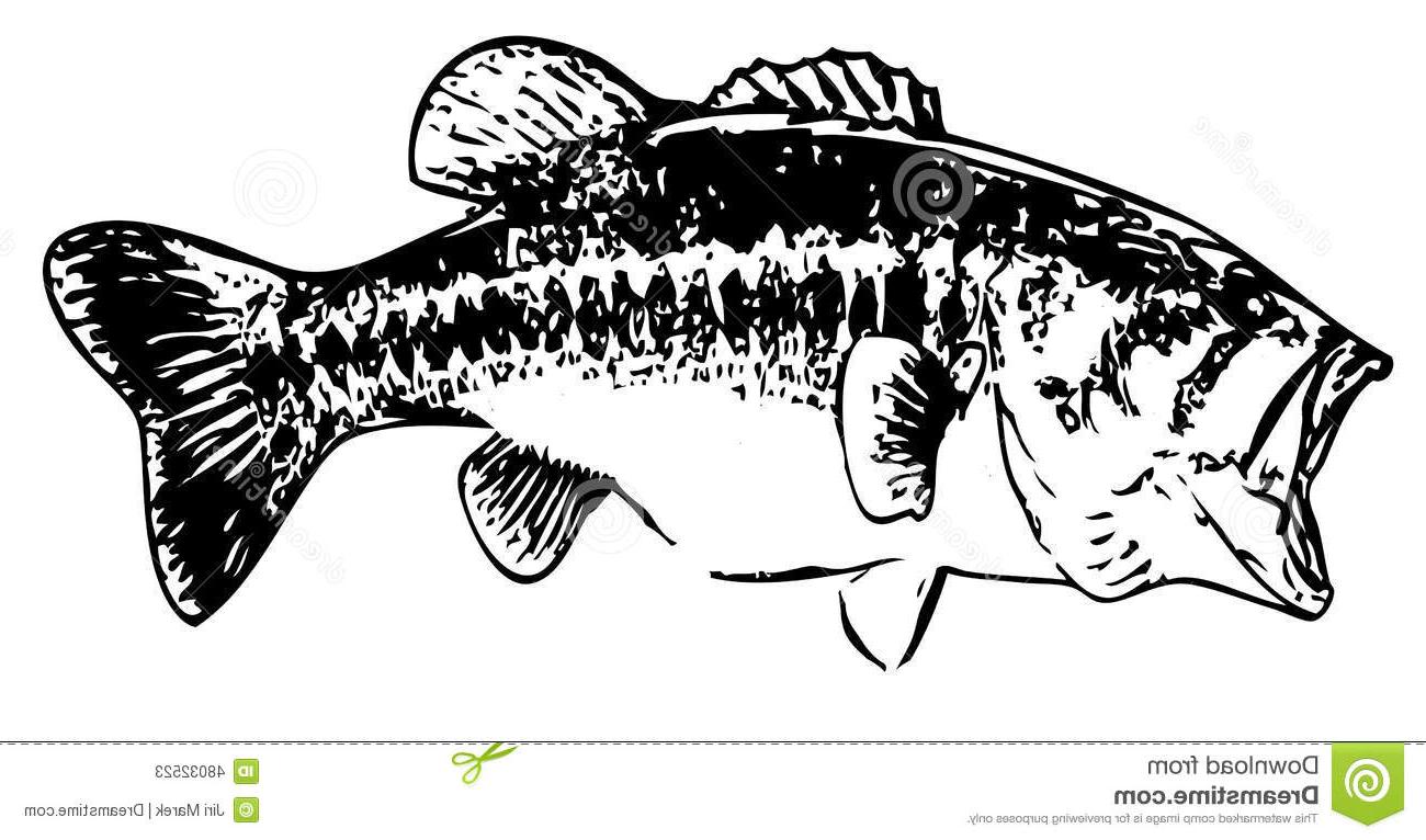 1300x766 Unique Largemouth Bass Fish Clip Art Image Free Vector Art