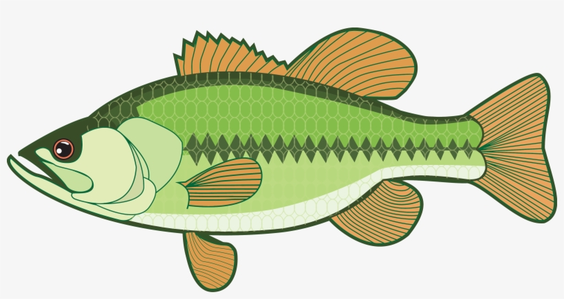 820x435 Walleye Vector Bass