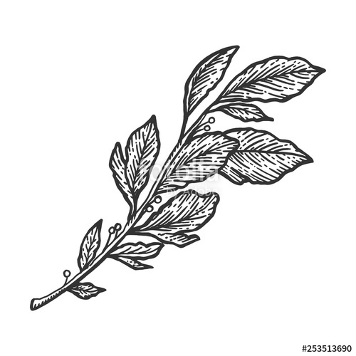 Laurel Branch Sketch Engraving Vector Illustration Scratch Board 500x500 Laurel Branch Sketch Engraving Vector Illustration Scratch Board