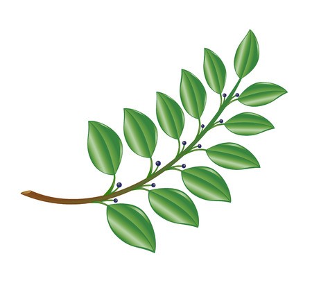 Laurel Branch Vector Illustration Royalty Free Vector Graphics 450x418 Laurel Branch Vector Illustration Royalty Free Vector Graphics