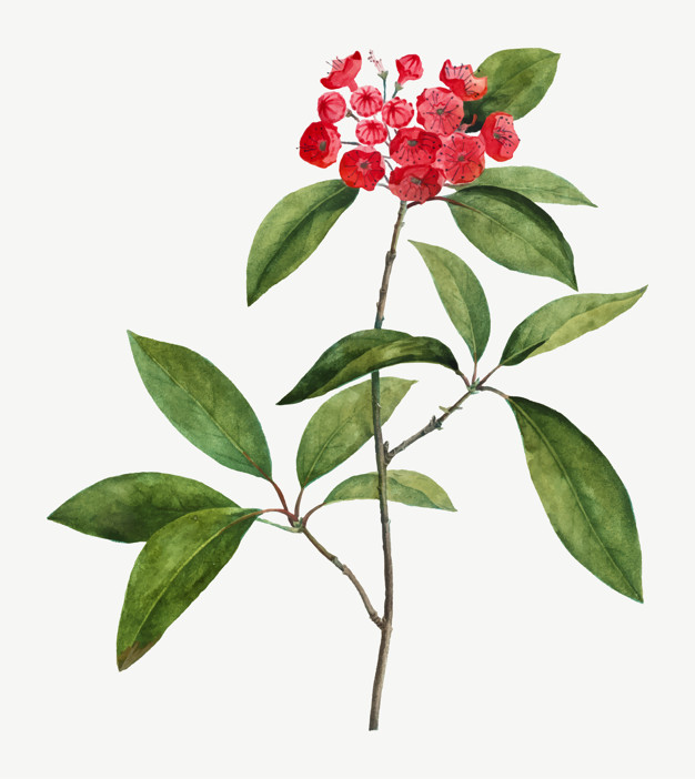 Mountain Laurel Branch Vector Free Download 626x702 Mountain Laurel Branch Vector Free Download