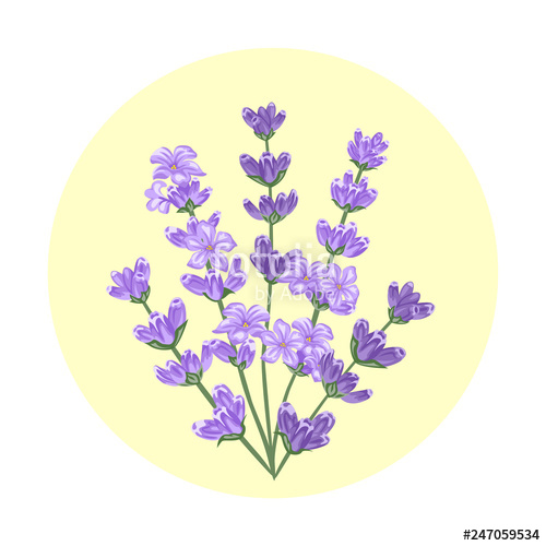 500x500 Lavender Flowers Round Banner With Bouquet Of Lavender On Yellow