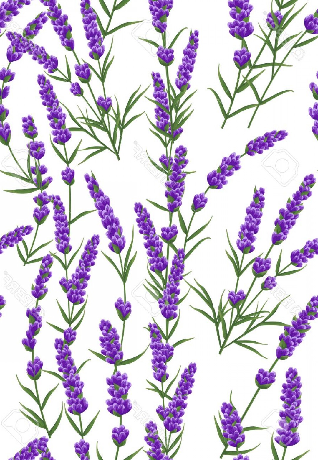 1080x1560 Photostock Vector Seamless Pattern Of Purple Lavender Flowers