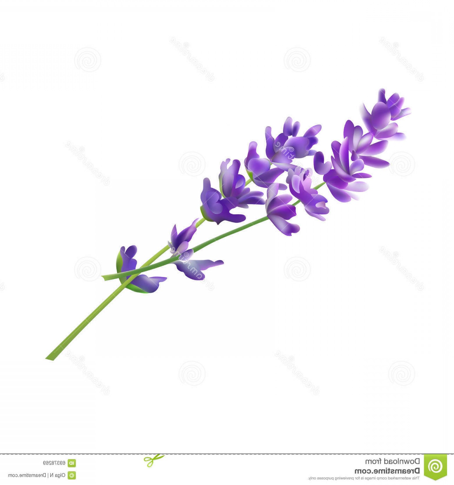 1560x1668 Stock Illustration Lavender Flower Elements Vector Illustration