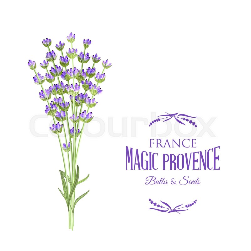 800x800 The Lavender Elegant Card With Bouquet Stock Vector Colourbox