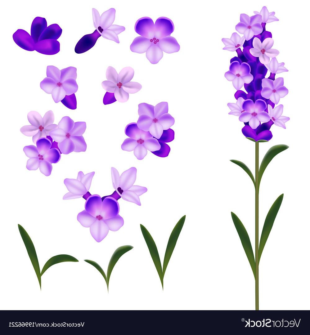 999x1080 Unique Lavender Flower Vector Design Vector Images Design