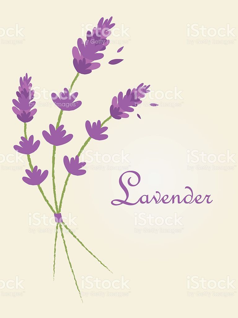 768x1024 Vector Lavender Flower Illustration Illustration Lavender