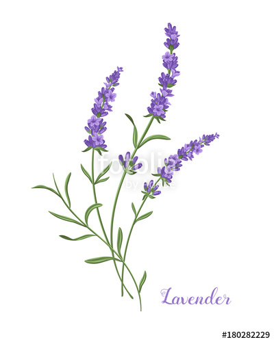400x500 Vector Lavender Illustration Beautiful Boquet Of Violet Lavender