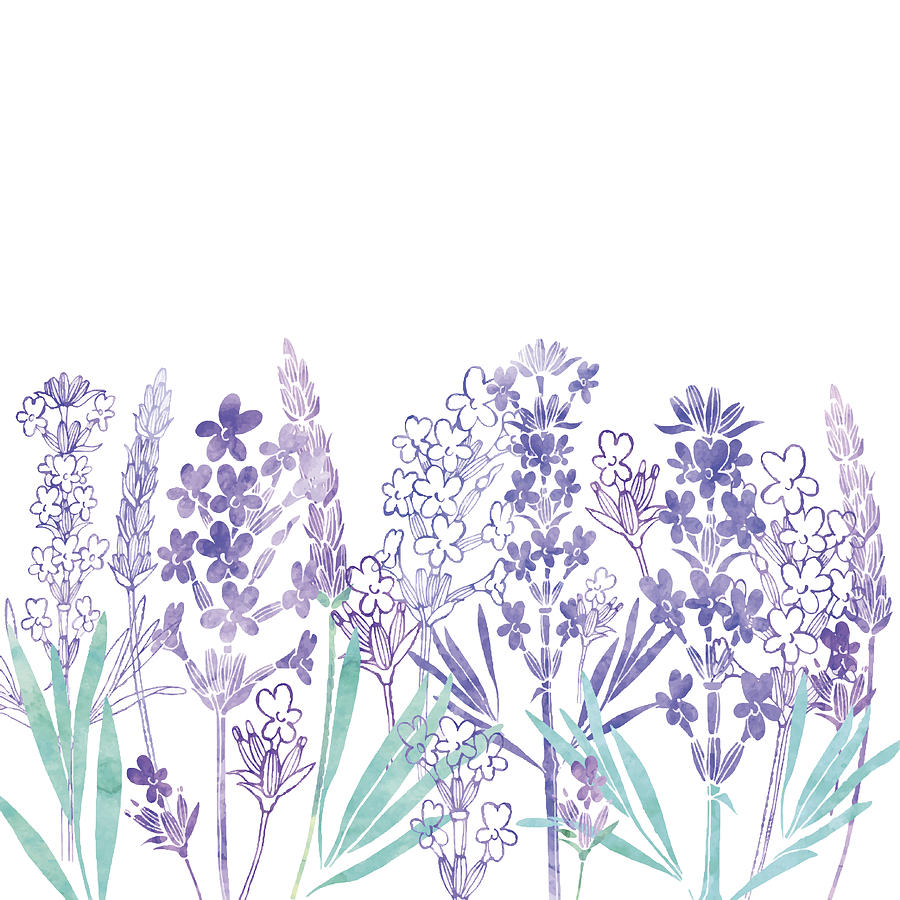 Lavender Flower Vector at Vectorified.com | Collection of Lavender ...