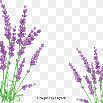 360x360 Lavender Flower Png, Vector, And Clipart With Transparent