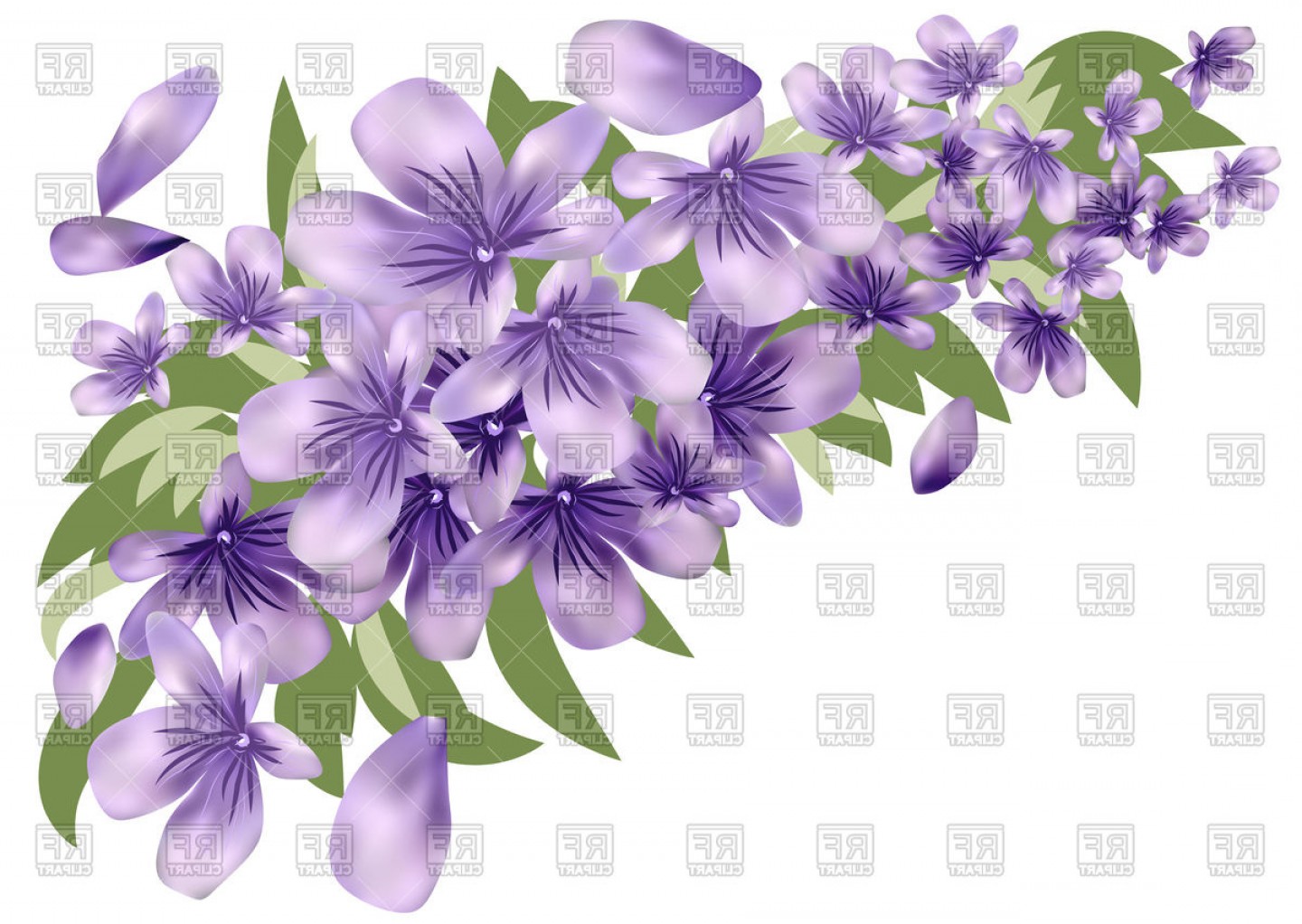 1440x1022 Lavender Flower With Leaves Vector Clipart Cqrecords