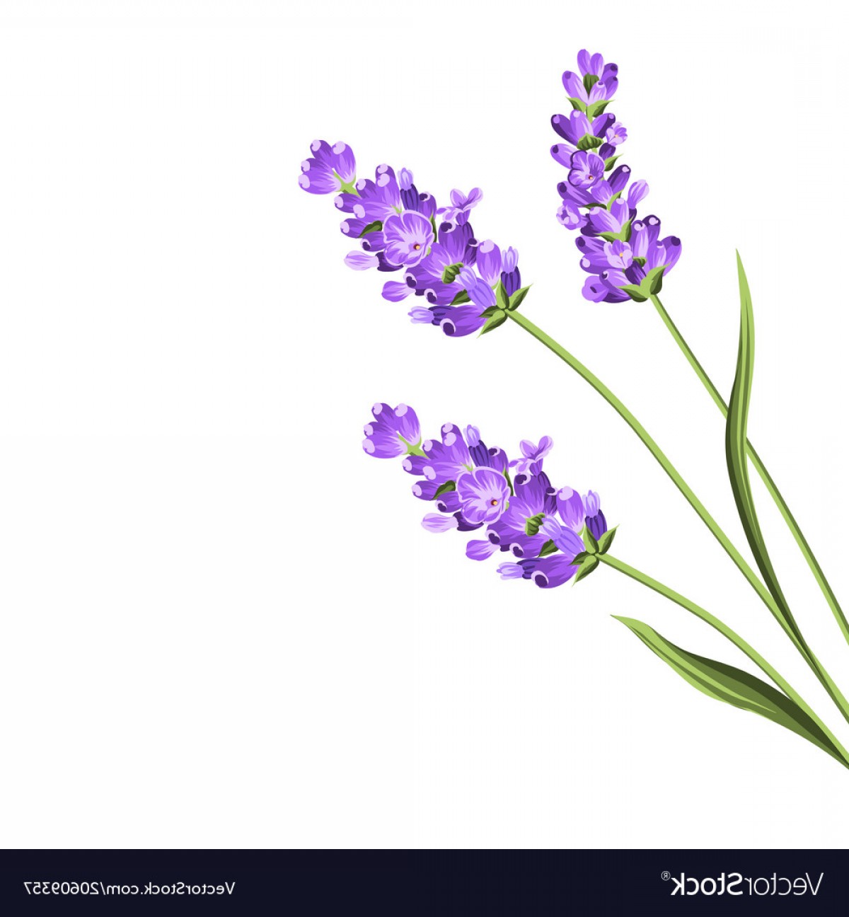 1200x1296 Lavender Flowers In Closeup Vector Cqrecords
