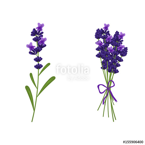 Lavender Vector