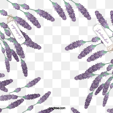 Lavender Vector at Vectorified.com | Collection of Lavender Vector free ...