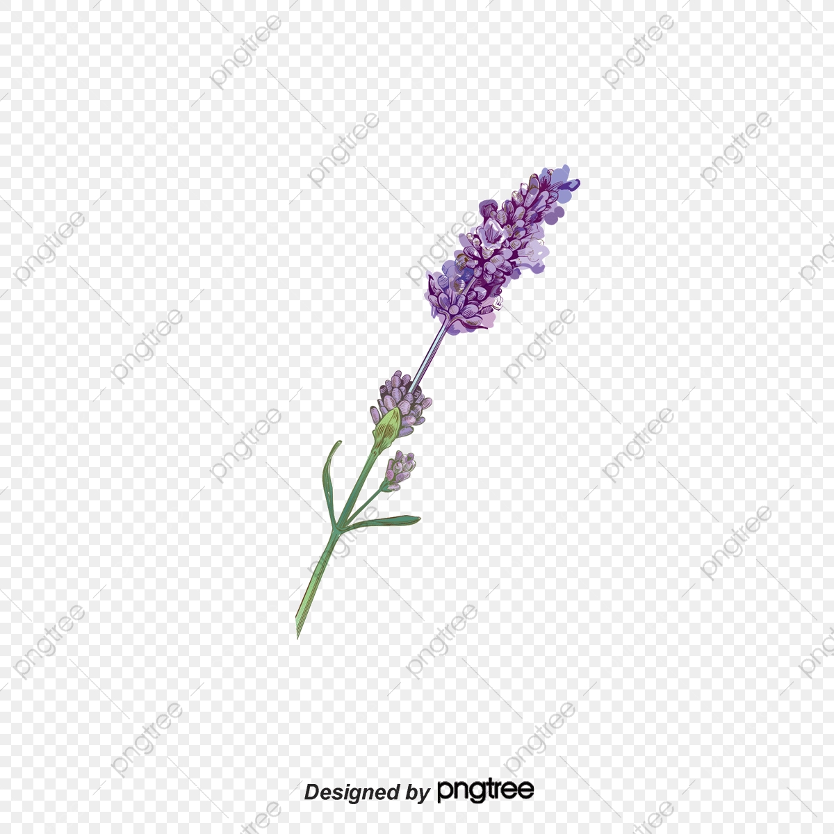 1200x1200 Lavender Vector Diagram Buckle Free, Lavender, Plant, Hand Painted