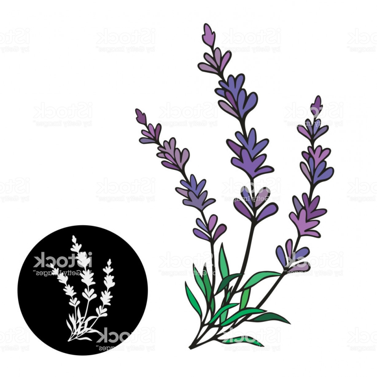 1228x1228 Lavender Vector Illustration Lavender Frame For Provence Card Gm