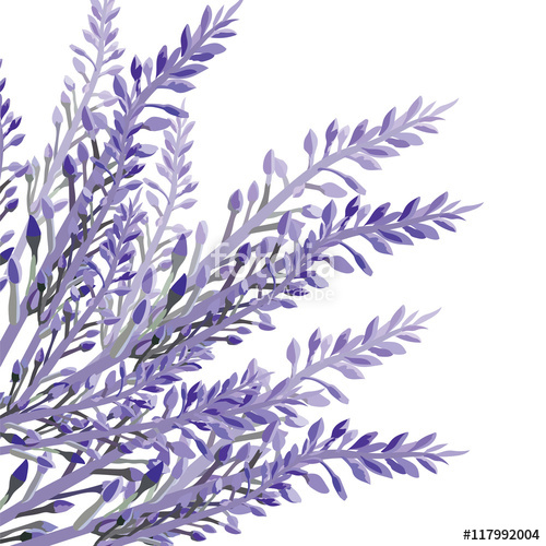 500x500 Lavender Flower In Watercolor Paint Style Vector Gentle Blossom