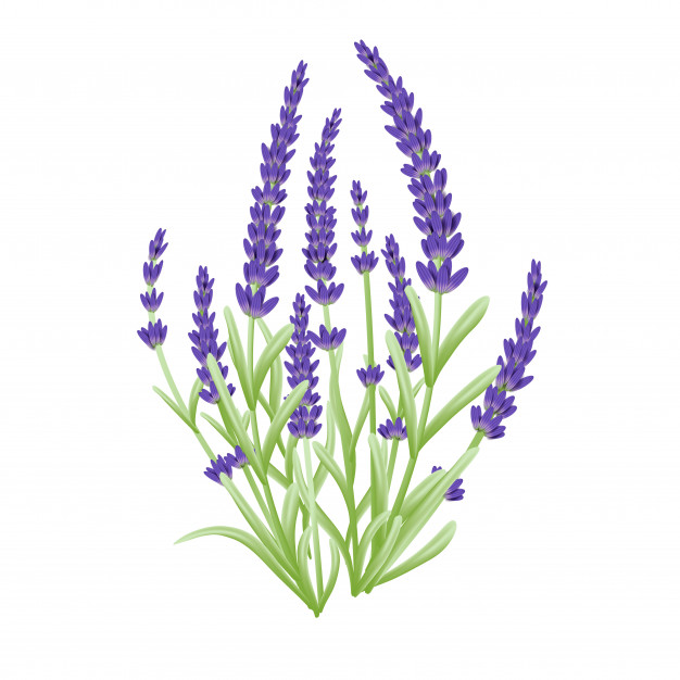 626x626 Lavender Flowers Vector Vector Premium Download