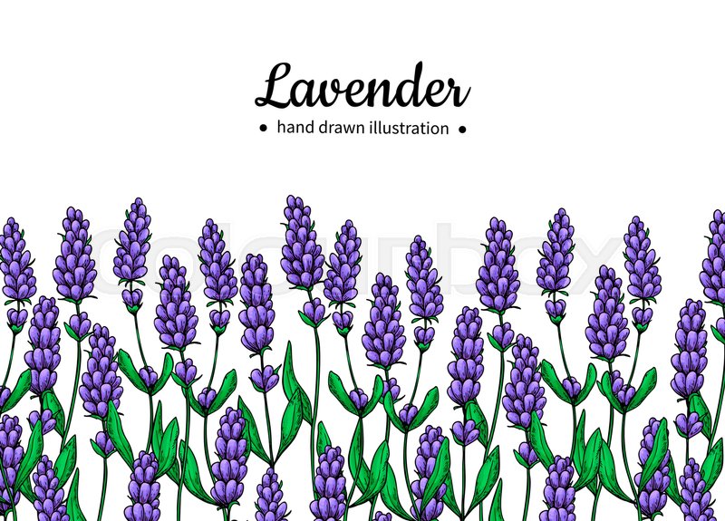 800x575 Lavender Vector Drawing Border Stock Vector Colourbox