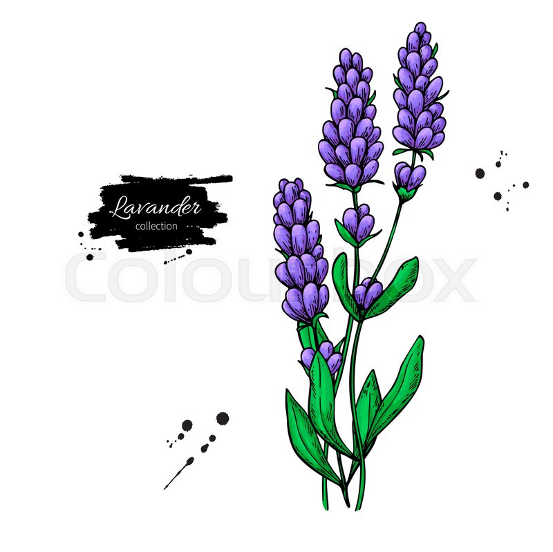 800x799 Lavender Vector Drawing Set Isolated Stock Vector Colourbox