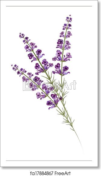 335x580 Free Art Print Of Lavender Watercolor Drawing Vector Freeart