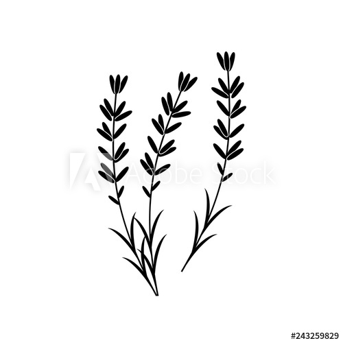 500x500 Lavender Vector Icon On White Background