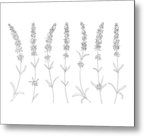 493x464 Vector Sketch Lavender Illustration Metal Print